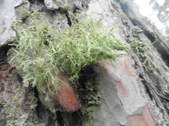 Usnea hirta