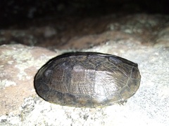 Kinosternon scorpioides