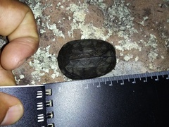 Kinosternon scorpioides