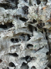 Crematogaster scutellaris