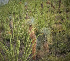 Yucca rigida