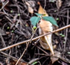 Erythemis vesiculosa
