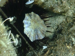 Patella caerulea