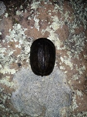 Kinosternon scorpioides