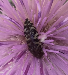 Acmaeodera decipiens