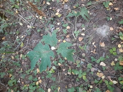 Heracleum dissectum