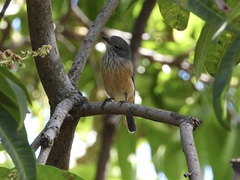 Pachycephala rufiventris