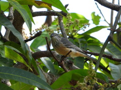 Pachycephala rufiventris