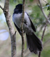 Trochocercus cyanomelas cyanomelas