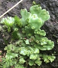 Marchantia