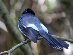 Trochocercus cyanomelas cyanomelas