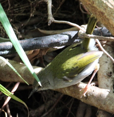 Camaroptera brachyura