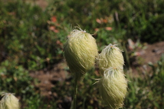 Pulsatilla occidentalis