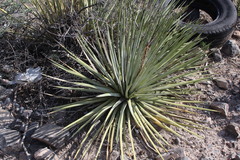 Asparagaceae