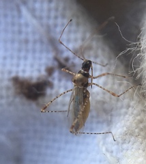 Gampsocoris punctipes