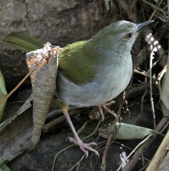 Camaroptera brachyura