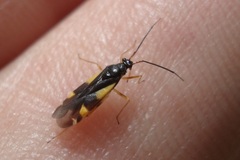 Dryophilocoris flavoquadrimaculatus