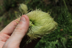 Pulsatilla occidentalis