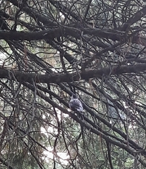 Nucifraga caryocatactes