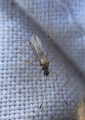 Gampsocoris punctipes