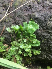 Marchantia