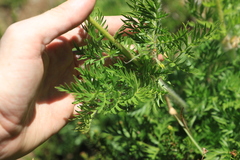 Pulsatilla occidentalis