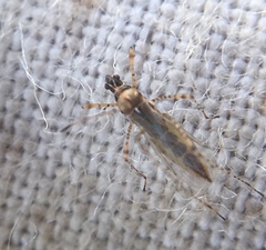 Gampsocoris punctipes