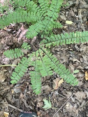 Adiantum pedatum
