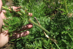 Pulsatilla occidentalis