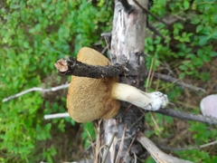 Suillus placidus