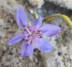 Moraea lugubris