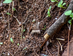 Noctuoidea