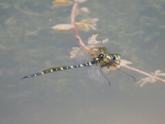 Cordulegaster boltonii