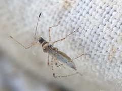Gampsocoris punctipes