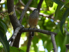 Pachycephala rufiventris