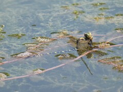 Cordulegaster boltonii