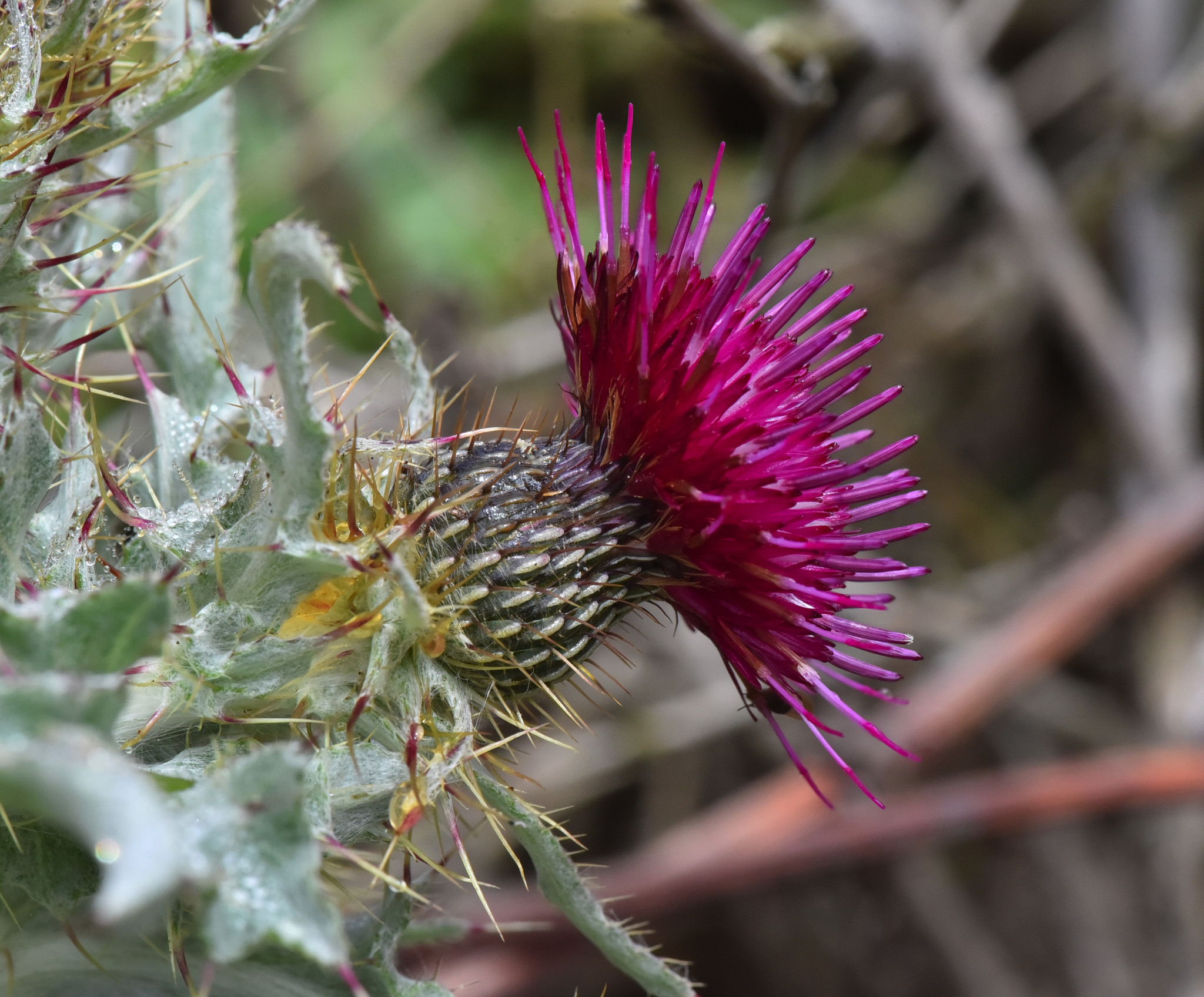 Cirsium douglasii var. douglasii