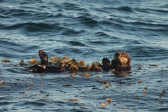 Enhydra lutris nereis
