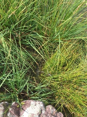 Somatochlora alpestris