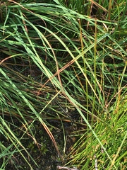 Somatochlora alpestris