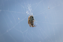 Araneidae
