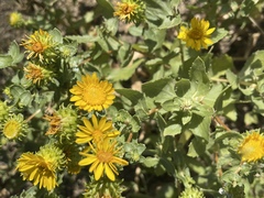 Grindelia subalpina