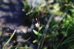 Epilobium