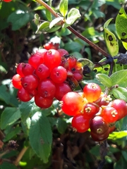 Lonicera periclymenum