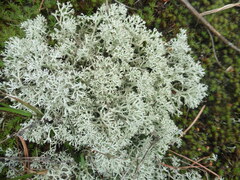 Cladonia rangiferina