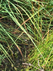 Somatochlora alpestris