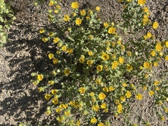 Grindelia subalpina