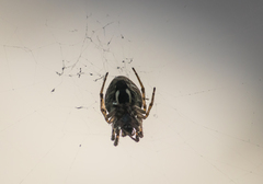 Araneidae