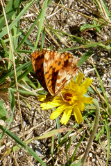 Boloria dia