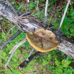 Suillus placidus